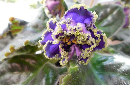 violetti kukkii