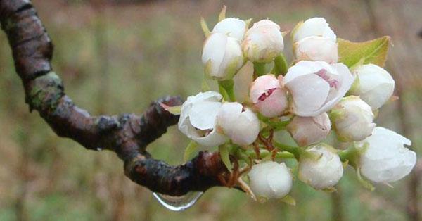 metsän kauneus kukkii