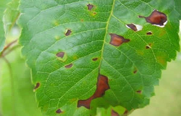 makea kirsikka phyllosticosis