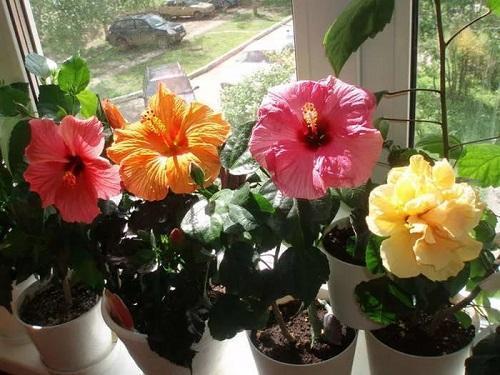 hibiscus
