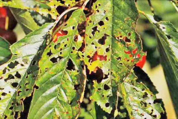Kirsikka clotterosporia