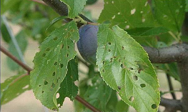 luumu lehti clotterosporium
