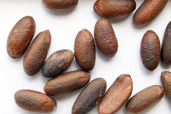 kaki luut