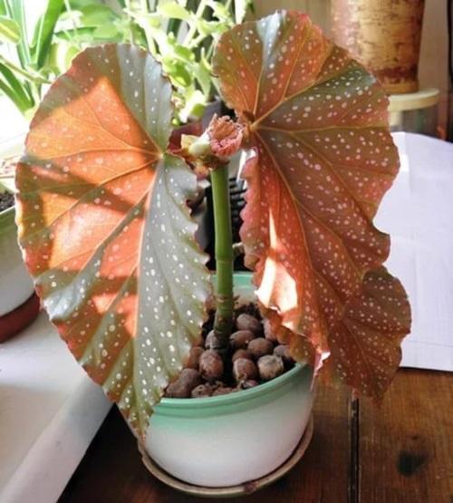 punainen begonia lähtee