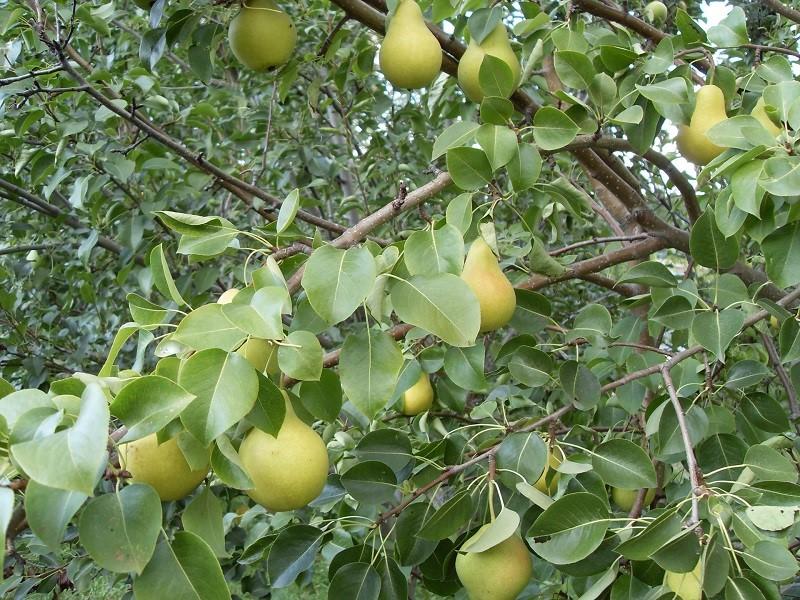 Lada-lajikkeen päärynöiden kruunu