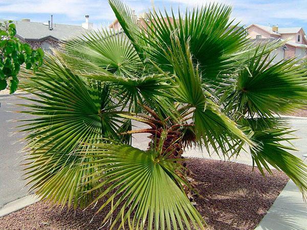 palmu washingtonia luonnossa