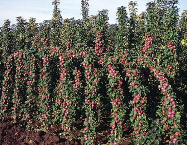 hedelmällinen pylväsluumu