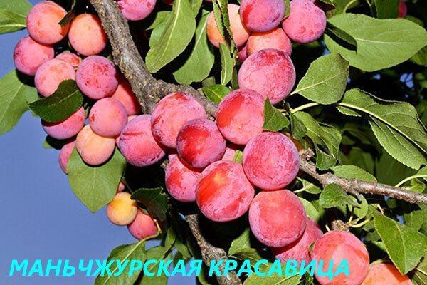 luumu Manchurian kauneus