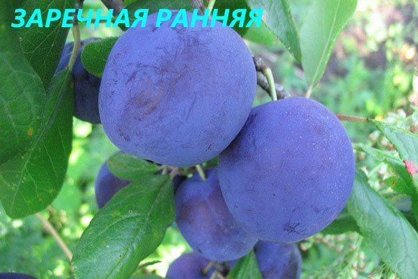 varhainen Zarechnaya-luumu
