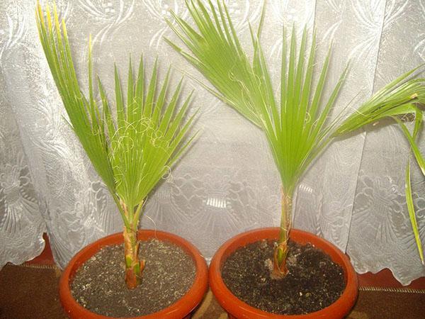 washingtonia kotona