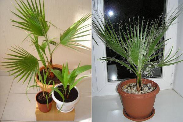 washingtonia asunnossa