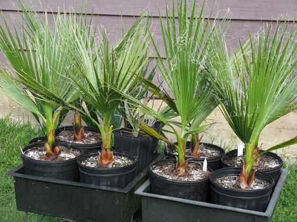 washingtonia lastentarhassa