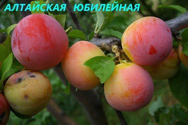 palkkaluokkaan Altayskaya Yubileinaya