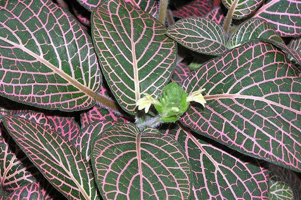 kukkiva fittonia