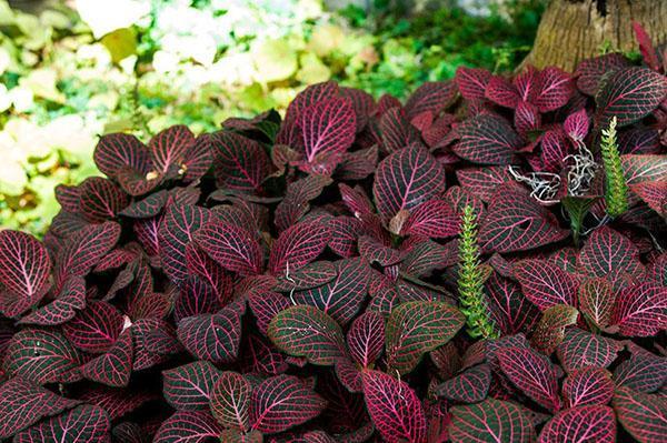 kukkiva fittonia