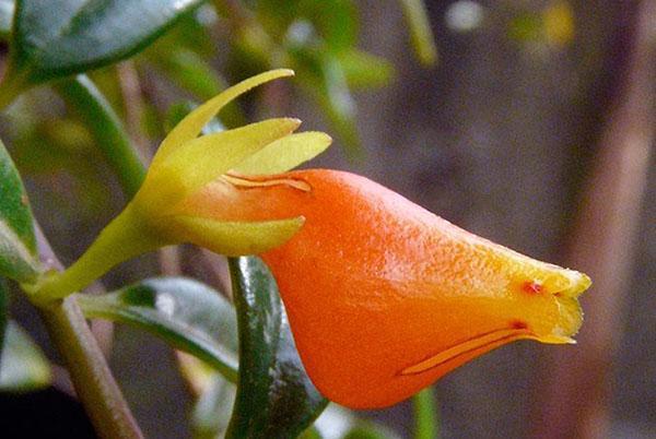 nematanthus kukkii