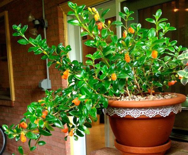 nematanthus kukkii kotona
