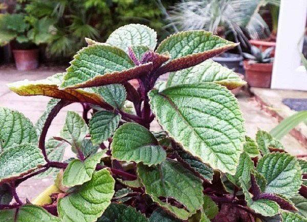 koristeellinen plectranthus