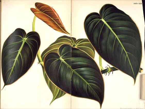 Philodendron musta-kulta musta kulta