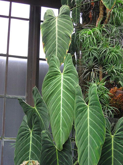 Philodendron musta-kulta