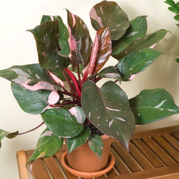 psychotria viridis plant CBT-PV02