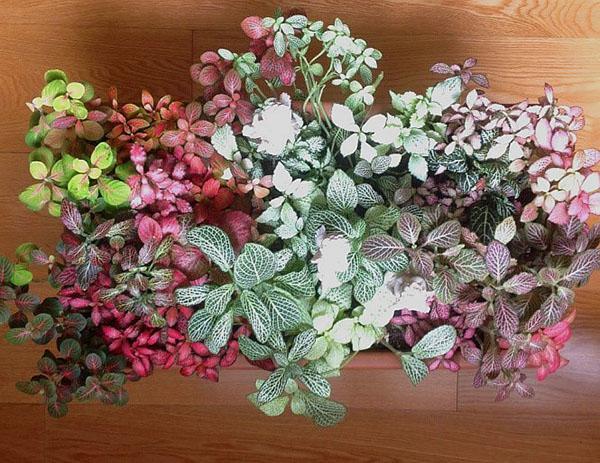 siro fittonia