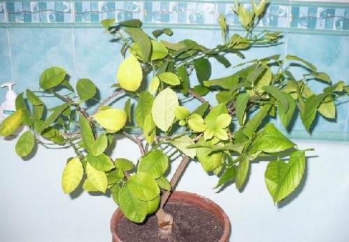 sisätiloissa sitruuna