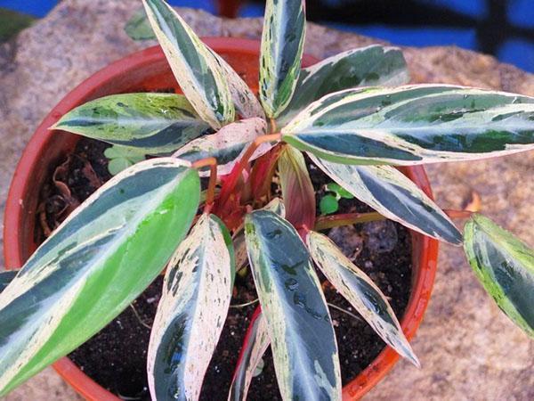 nuori pensas stromanttia