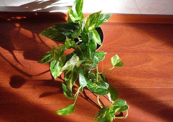 nuori scindapsus