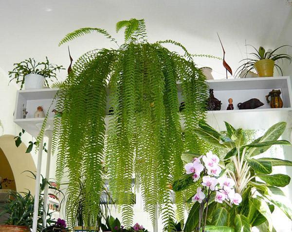nephrolepis kotona