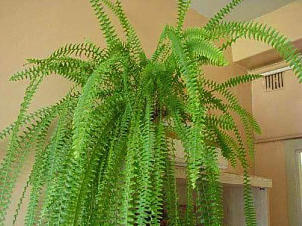 nephrolepis huoneen olosuhteissa