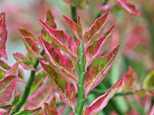 ei-kapriisi pedilanthus