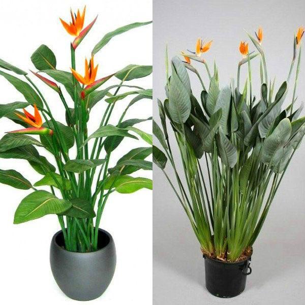 strelitzia-hoidon piirteet