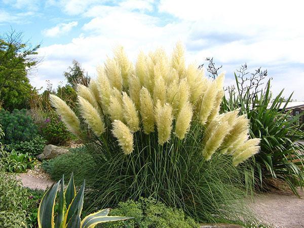 pampas ruoho maisema