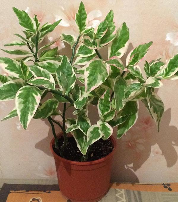 pedilanthus elinsiirron jälkeen