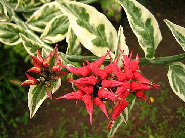 pedilanthus kotona