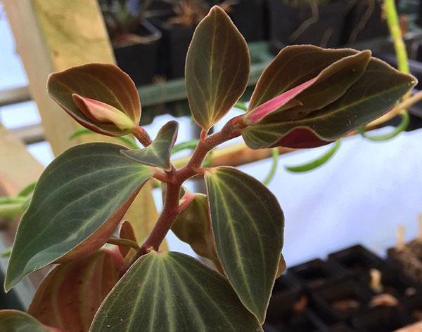 peperomia samettinen