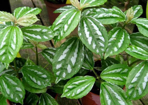 peperomia, jossa on kirjava lehtineen