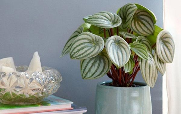 peperomia hopeanhohtoinen