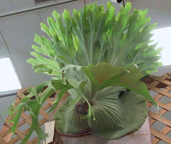 platycerium suuri