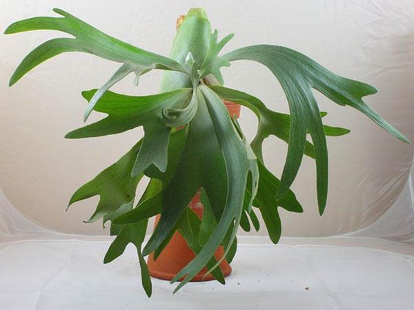 platycerium losehorn