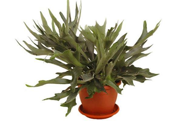 platiterium kotona