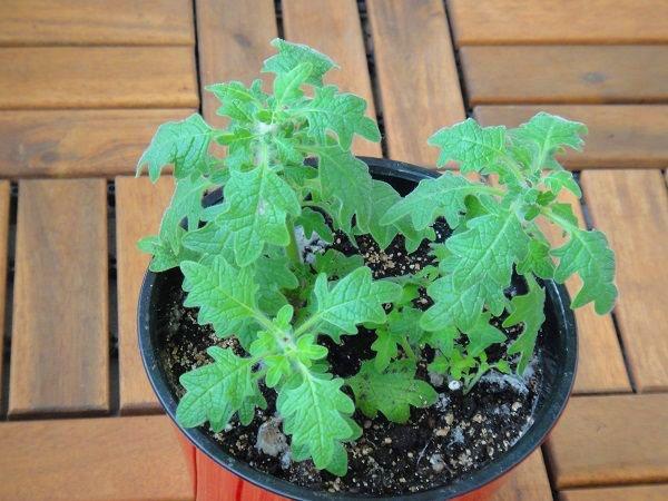 plectranthus tammi