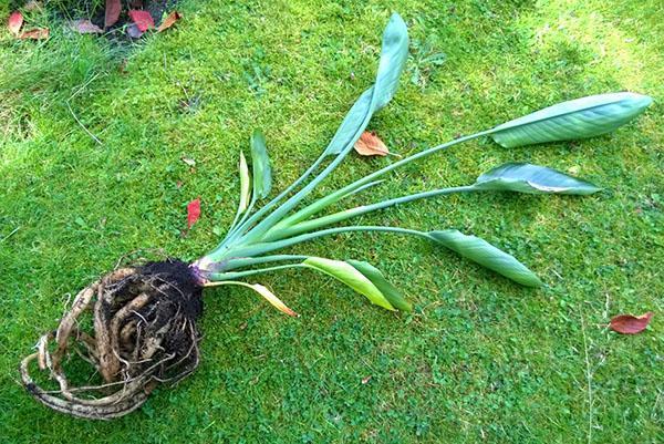 Strelitzia - reproduction by seeds, division of roots, lateral shoots,  transplantation and selection of soil, video
