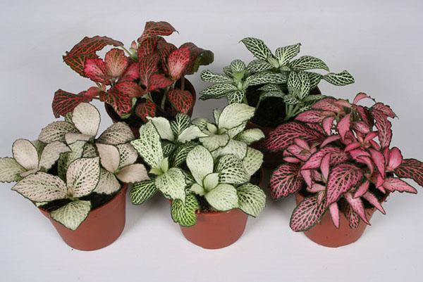 erityyppiset fittonia kotiin