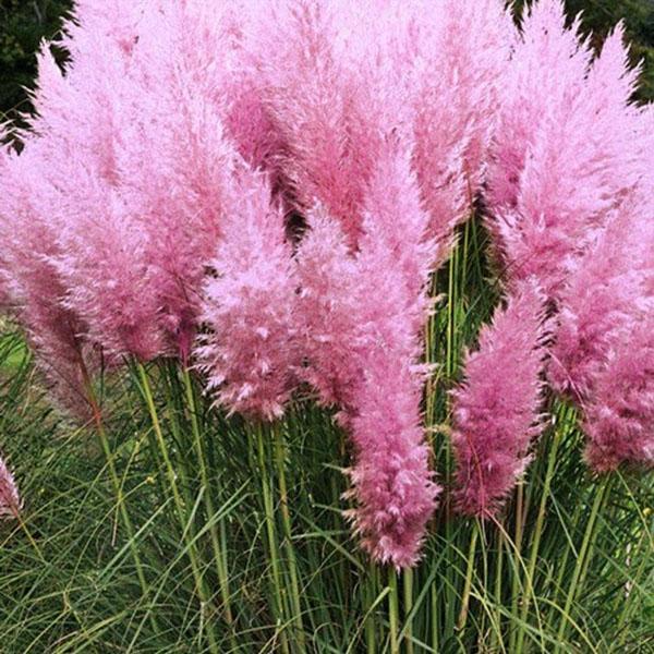 vaaleanpunainen pampas ruoho