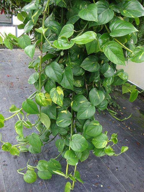 scindapsus kultainen