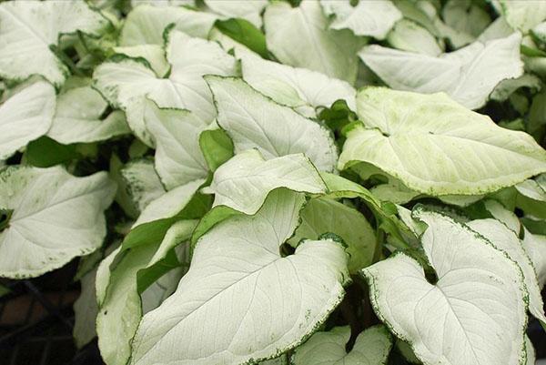 Syngonium-jalkalehti Nephthytis