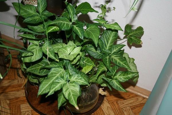 syngonium sisätiloissa