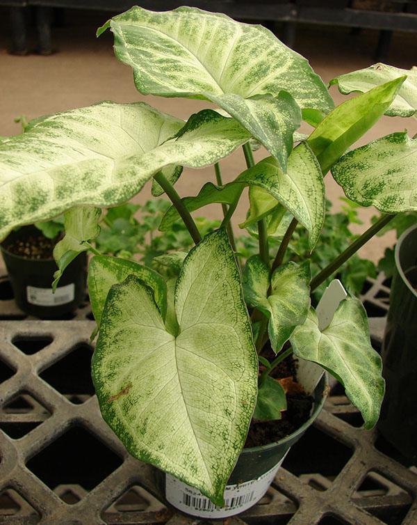 syngonium huoneen olosuhteissa